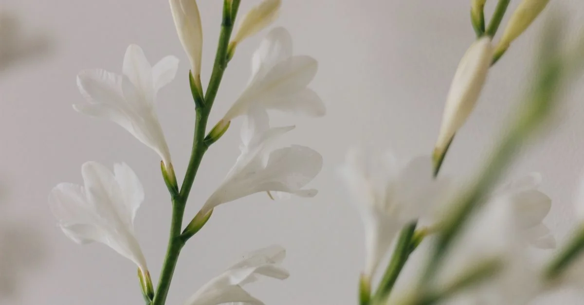 Fleurs blanches délicates en gros plan avec un fond doux et neutre, mettant en valeur la beauté naturelle.
